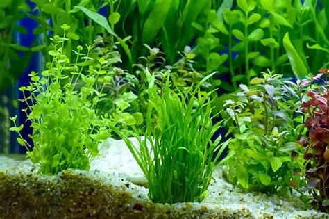 beta fish plant|Top 10 Best Aquarium Plants For Betta Fish .